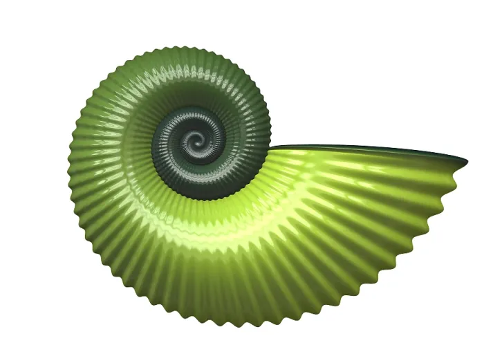 Gerahmter Druck : Eine Illustration einer schönen Muschel. Gerahmter Druck : Eine Illustration einer schönen Muschel.