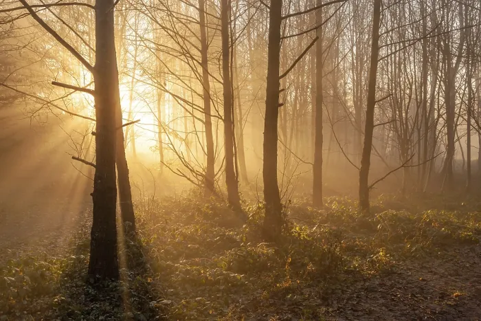 Gerahmter Druck : Ein Bild eines Herbstwaldnebels mit Sonnenstrahlen. Gerahmter Druck : Ein Bild eines Herbstwaldnebels mit Sonnenstrahlen.