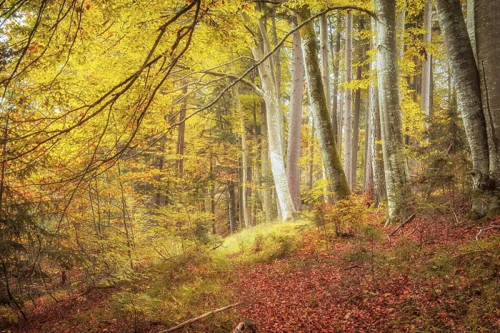 Gerahmter Druck : Ein Bild eines schönen Waldes im Herbstlicht. Gerahmter Druck : Ein Bild eines schönen Waldes im Herbstlicht.