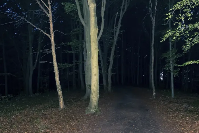 Gerahmter Druck : Ein Bild eines dunklen Waldes in der Nacht. Gerahmter Druck : Ein Bild eines dunklen Waldes in der Nacht.