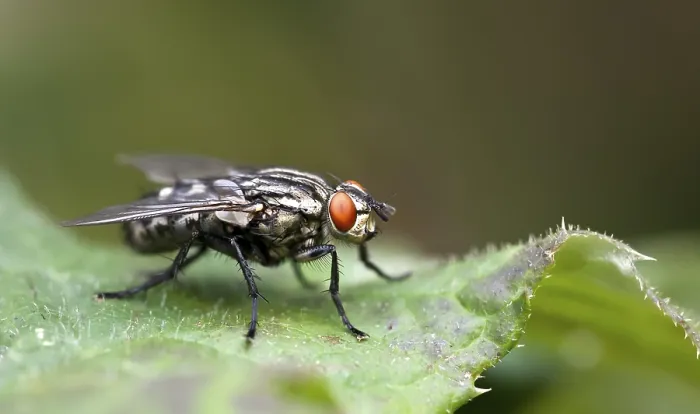 Gerahmter Druck : Ein Bild eines detaillierten schönen Fliegen Makro. Gerahmter Druck : Ein Bild eines detaillierten schönen Fliegen Makro.