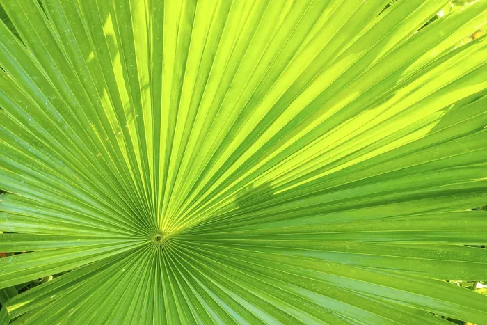 Gerahmter Druck : Ein Bild eines grünen Palmwedel-Hintergrunds. Gerahmter Druck : Ein Bild eines grünen Palmwedel-Hintergrunds.