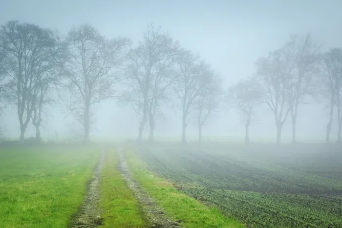 Gerahmter Druck : Ein Bild eines schönen Herbstwaldes. Gerahmter Druck : Ein Bild eines schönen Herbstwaldes.