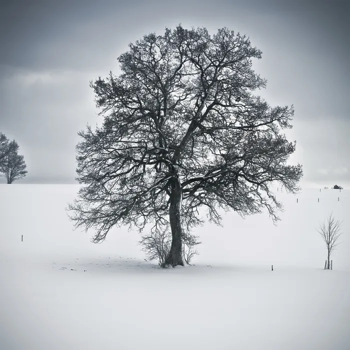 Gerahmter Druck : Ein Bild eines schönen Baumes in einer Winterlandschaft. Gerahmter Druck : Ein Bild eines schönen Baumes in einer Winterlandschaft.