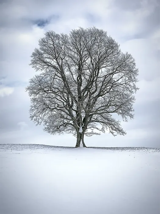 Gerahmter Druck : Ein Bild eines schönen Winterbaumes. Gerahmter Druck : Ein Bild eines schönen Winterbaumes.