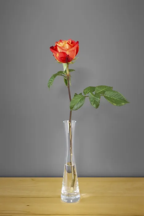 Gerahmter Druck : Ein Bild einer roten Rose vor einem grauen Wand. Gerahmter Druck : Ein Bild einer roten Rose vor einem grauen Wand.