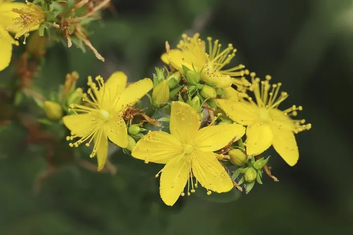 Gerahmter Druck : Unlöckeriger Johanniskraut (Hypericum maculatum) Gerahmter Druck : Unlöckeriger Johanniskraut (Hypericum maculatum)