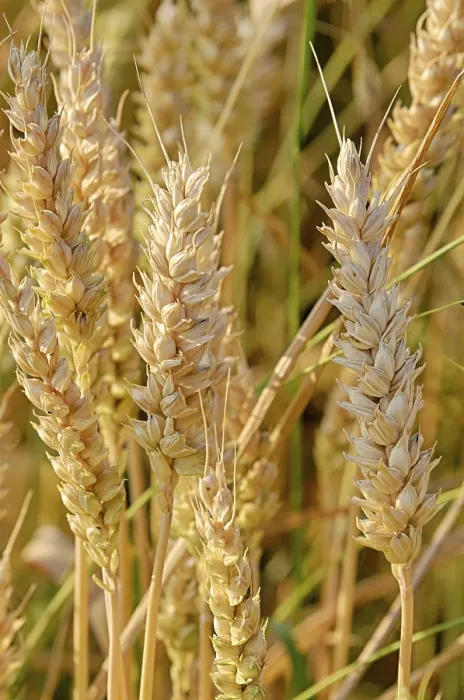 Gerahmter Druck : Eindrücke im Maisfeld. Gerahmter Druck : Eindrücke im Maisfeld.