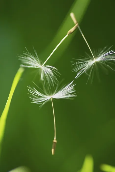 Gerahmter Druck : Eindrücke mit dem Klette. Gerahmter Druck : Eindrücke mit dem Klette.