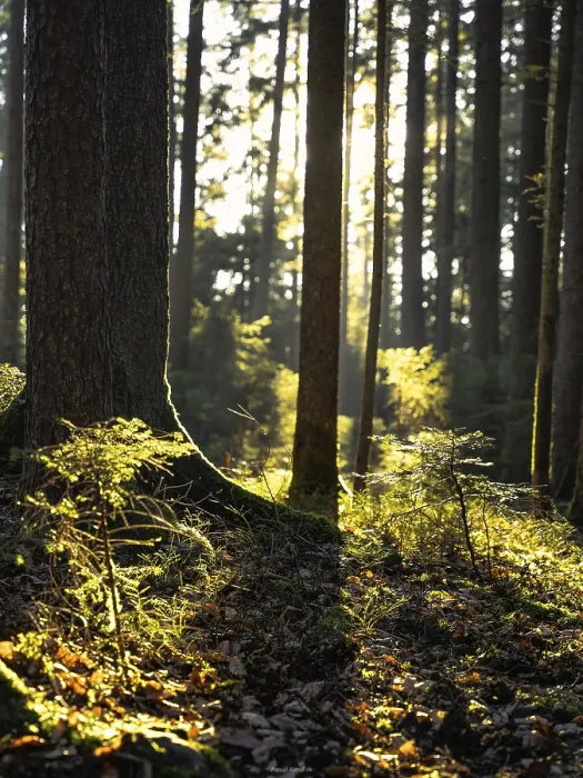 Gerahmter Druck : Helligkeitsfall im Schwarzwald. Gerahmter Druck : Helligkeitsfall im Schwarzwald.