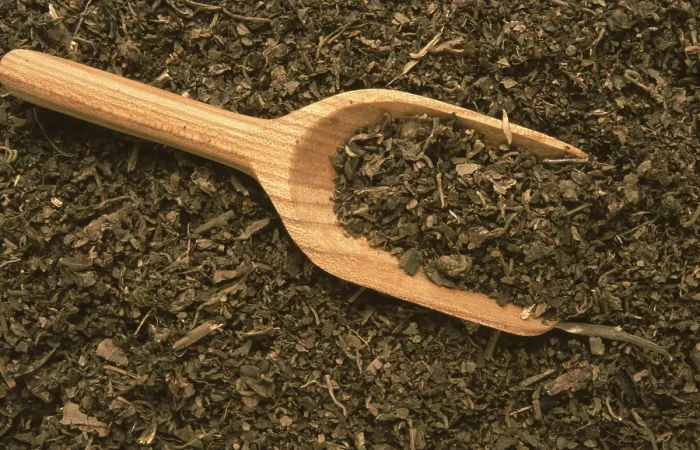 Gerahmter Druck : Indischer Patchouli (Pogostemon cablin) Gerahmter Druck : Indischer Patchouli (Pogostemon cablin)