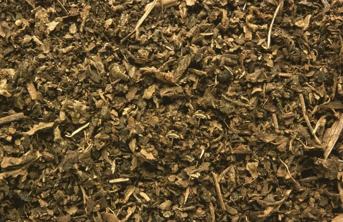 Gerahmter Druck : Indischer Patchouli (Pogostemon cablin) Gerahmter Druck : Indischer Patchouli (Pogostemon cablin)