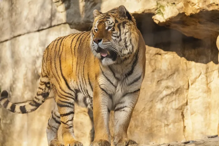 Gerahmter Druck : Indischer Tiger Gerahmter Druck : Indischer Tiger