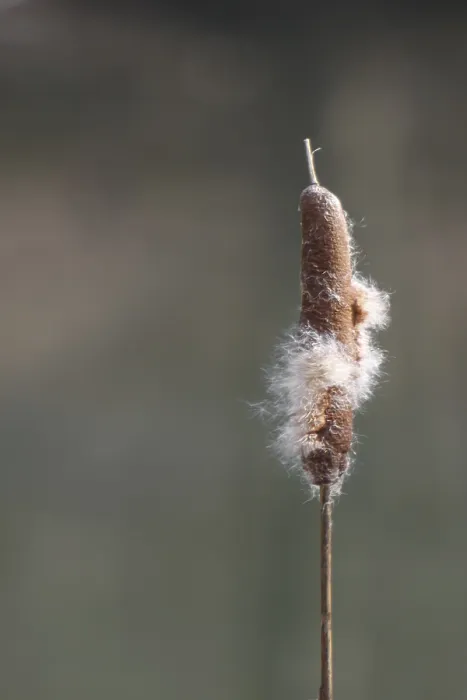 Gerahmter Druck : Blütenstand einer Rohrkolben (Typha sp) Gerahmter Druck : Blütenstand einer Rohrkolben (Typha sp)