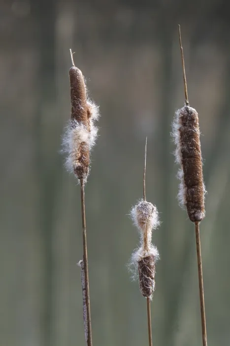 Gerahmter Druck : Blütenstand einer Rohrkolben (Typha sp) Gerahmter Druck : Blütenstand einer Rohrkolben (Typha sp)