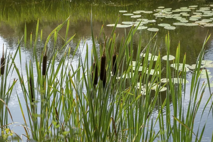 Gerahmter Druck : Infloreszenz einer Rohrkolben (Typha sp) Gerahmter Druck : Infloreszenz einer Rohrkolben (Typha sp)