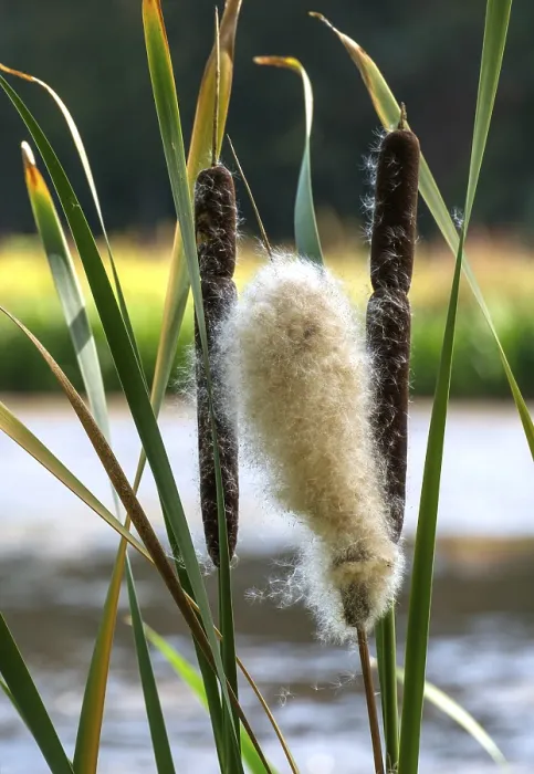 Gerahmter Druck : Blütenstand einer Rohrkolben (Typha). Gerahmter Druck : Blütenstand einer Rohrkolben (Typha).