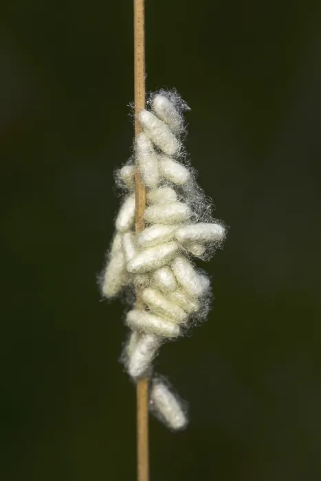 Gerahmter Druck : Insektenpuppen-Web - Chrysaliden in einem Grashalm. Gerahmter Druck : Insektenpuppen-Web - Chrysaliden in einem Grashalm.