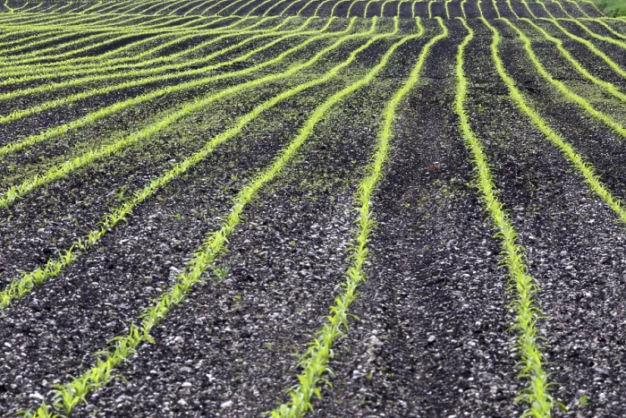 Gerahmter Druck : Intensive Landwirtschaft mit Mais Gerahmter Druck : Intensive Landwirtschaft mit Mais