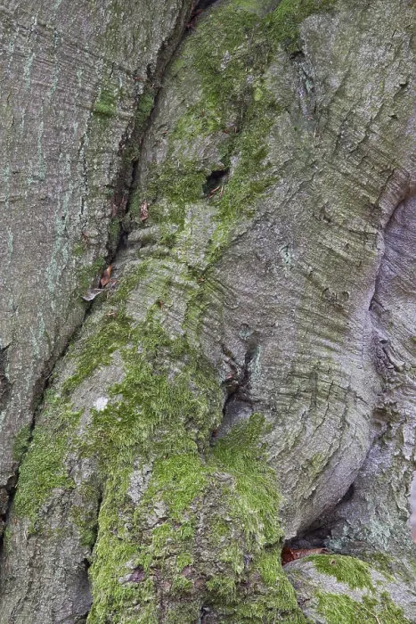 Gerahmter Druck : Interwuchs auf einem Buchenstamm (Fagus sylvatica).