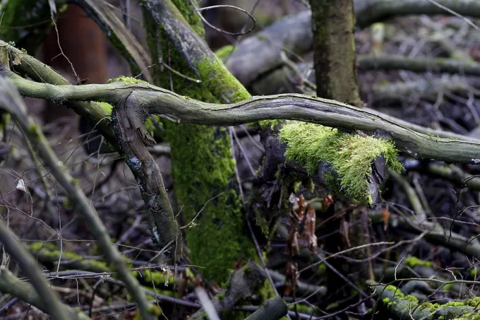 Gerahmter Druck : Vereinigte Äste, Lueerwald-Wald. Gerahmter Druck : Vereinigte Äste, Lueerwald-Wald.