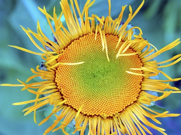 Gerahmter Druck : Inula / (Inula spec.) Gerahmter Druck : Inula / (Inula spec.)