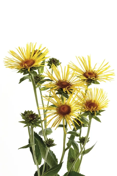 Gerahmter Druck : Inulas (Inula), Blüten. Gerahmter Druck : Inulas (Inula), Blüten.