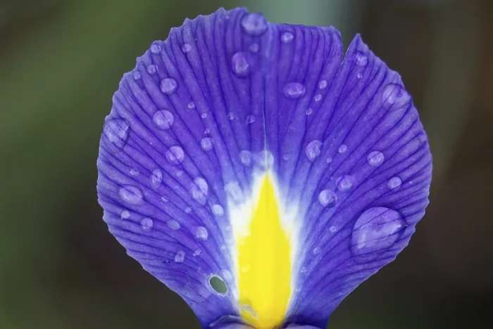 Gerahmter Druck : Iris Gerahmter Druck : Iris