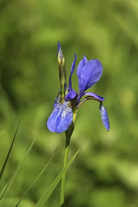 Gerahmter Druck : Iris Gerahmter Druck : Iris