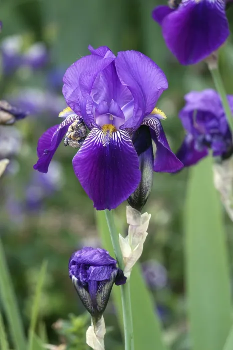 Gerahmter Druck : Iris Gerahmter Druck : Iris
