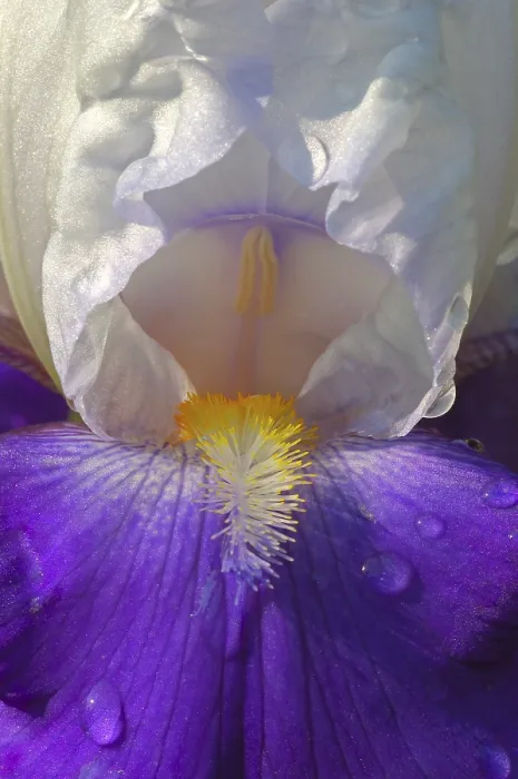 Gerahmter Druck : Iris Arpège Iris Arpège Gerahmter Druck : Iris Arpège Iris Arpège