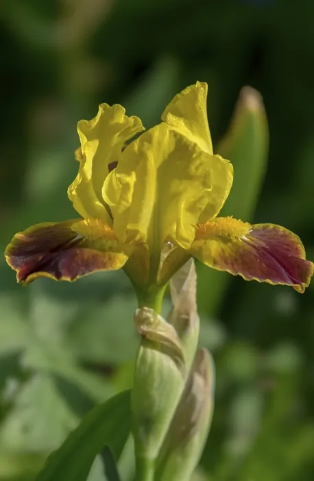 Gerahmter Druck : Iris, Blume, Niederlande Gerahmter Druck : Iris, Blume, Niederlande