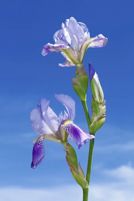 Gerahmter Druck : Irisblumen auf einem Hintergrund eines blauen Himmels Gerahmter Druck : Irisblumen auf einem Hintergrund eines blauen Himmels