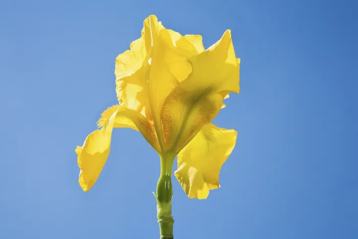 Gerahmter Druck : Iris germanica