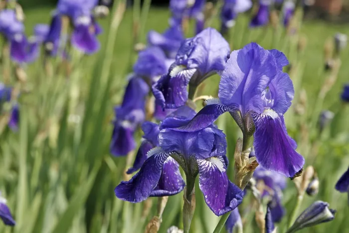 Gerahmter Druck : Iris germanica, Deutsche Iris Gerahmter Druck : Iris germanica, Deutsche Iris