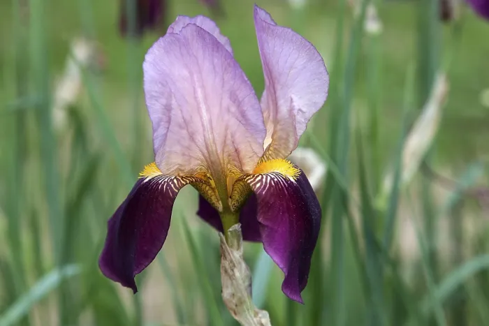 Gerahmter Druck : Iris (Iris) Gerahmter Druck : Iris (Iris)