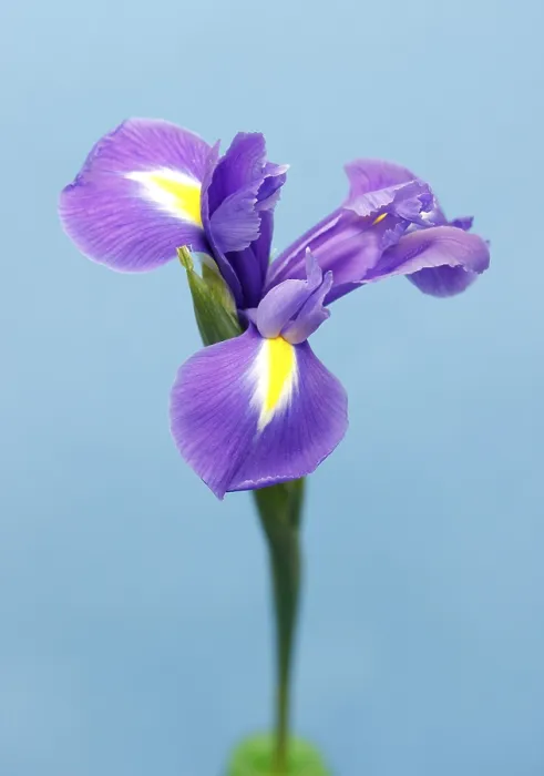 Gerahmter Druck : Ichis (Iris)