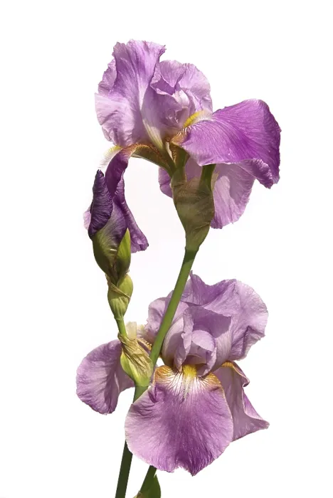 Gerahmter Druck : Iris, iris Gerahmter Druck : Iris, iris