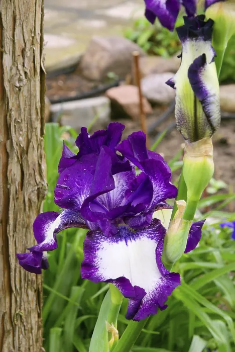 Gerahmter Druck : Iris, iris Gerahmter Druck : Iris, iris