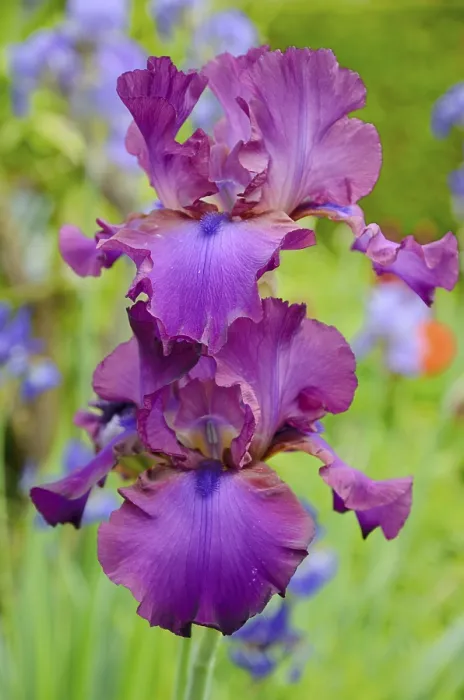 Gerahmter Druck : Iris (Iris barbata elatior, Hybrid) Gerahmter Druck : Iris (Iris barbata elatior, Hybrid)