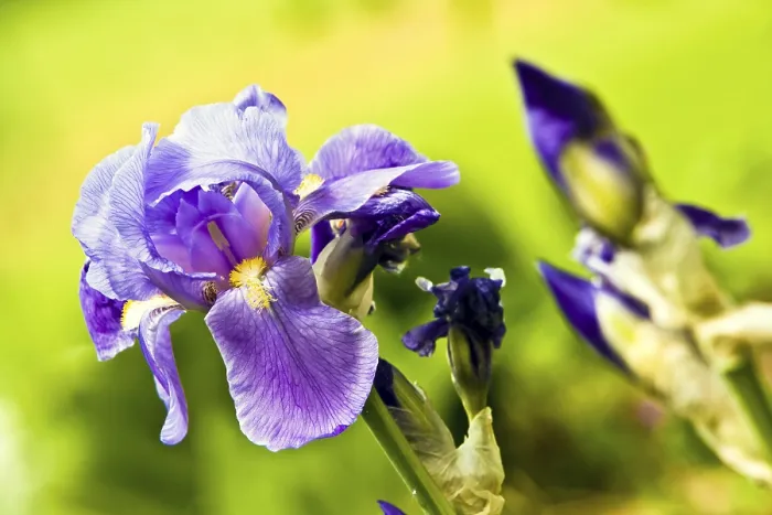 Gerahmter Druck : Iris (Iris croatica) Gerahmter Druck : Iris (Iris croatica)