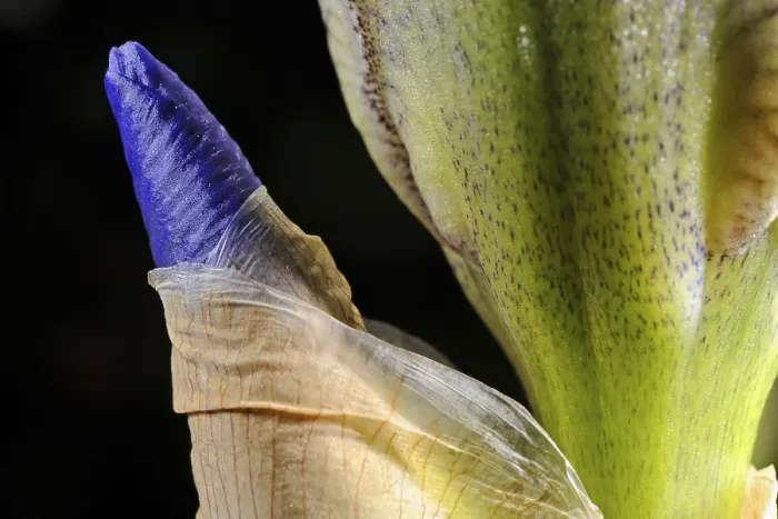 Gerahmter Druck : Iris (Iris germanica) Gerahmter Druck : Iris (Iris germanica)