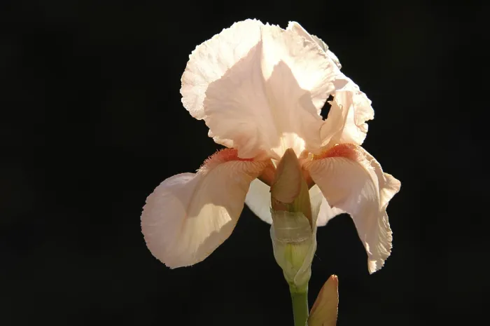 Gerahmter Druck : Iris (Iris germanica) Gerahmter Druck : Iris (Iris germanica)