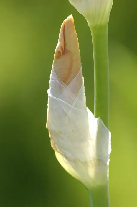 Gerahmter Druck : Iris (Iris germanica) Gerahmter Druck : Iris (Iris germanica)