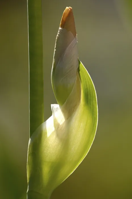 Gerahmter Druck : Iris (Iris germanica) Gerahmter Druck : Iris (Iris germanica)