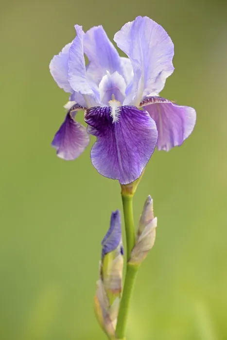 Gerahmter Druck : Iris (Iris), violette Blüte Gerahmter Druck : Iris (Iris), violette Blüte