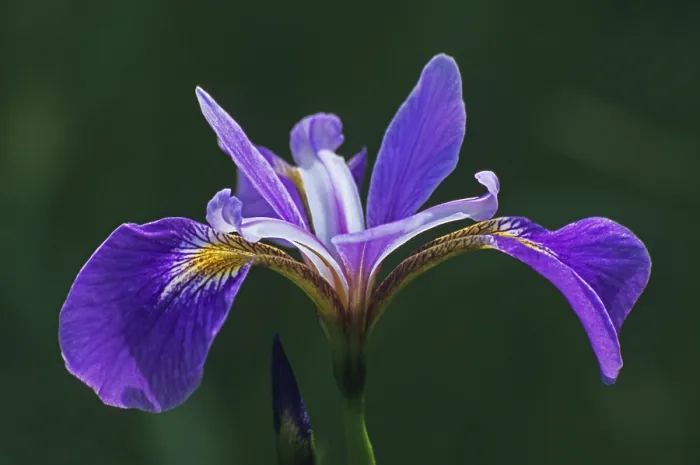 Gerahmter Druck : Iris (Iris sibirica) Gerahmter Druck : Iris (Iris sibirica)