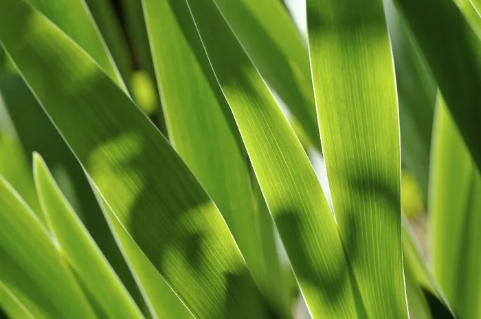 Gerahmter Druck : Irisblätter (Iris sp.) im übertragenen Licht. Gerahmter Druck : Irisblätter (Iris sp.) im übertragenen Licht.