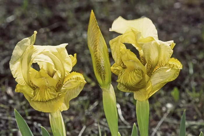 Gerahmter Druck : Iris lutescens, gelbliche Iris. Gerahmter Druck : Iris lutescens, gelbliche Iris.