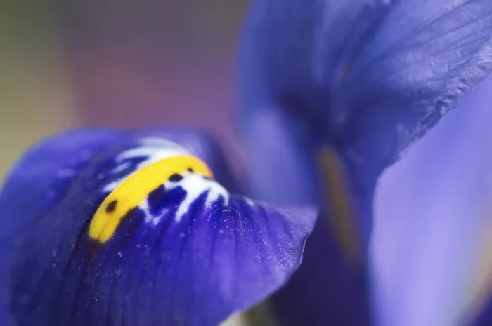 Gerahmter Druck : Iris reticulata Gerahmter Druck : Iris reticulata